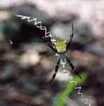Web O' Fun