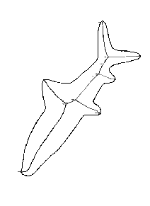 \psfig{figure=figs/bonefish_original_boundary.ps,height=6.2cm}