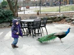 walklikeapeacock.jpg