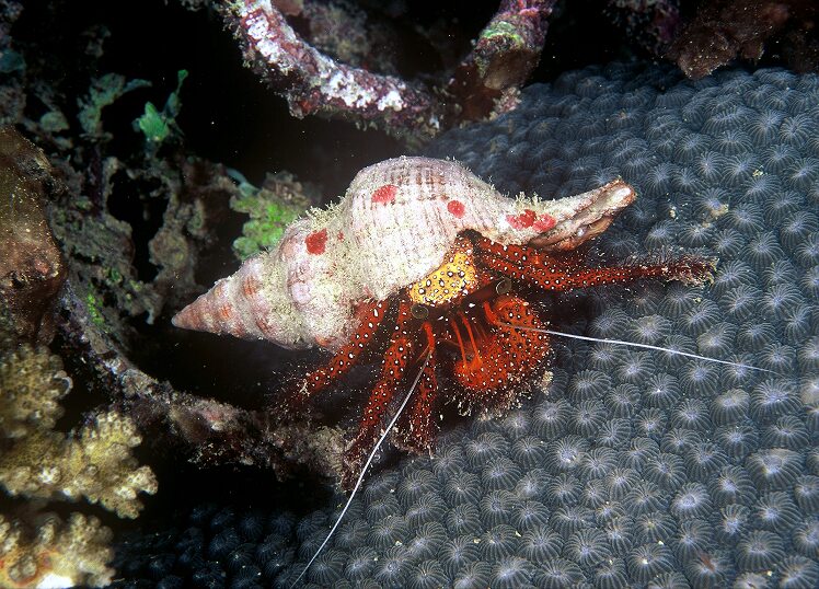are all hermit crabs