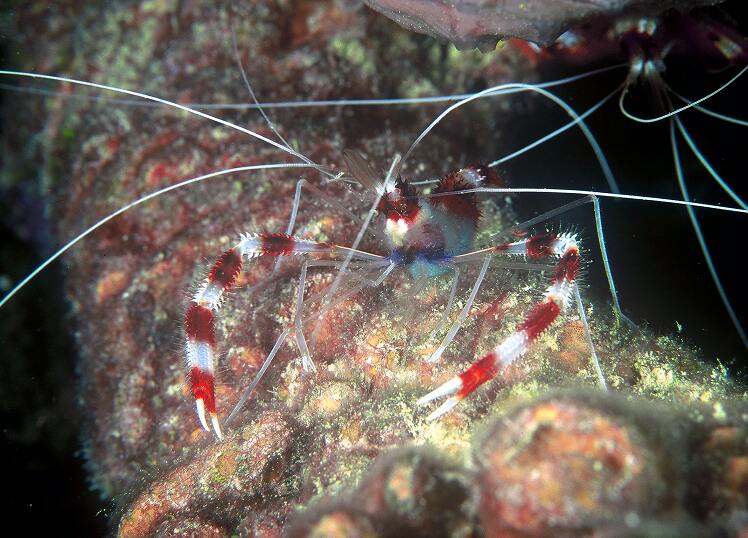 拳师虾,美人虾或猬虾 banded coral shrimp